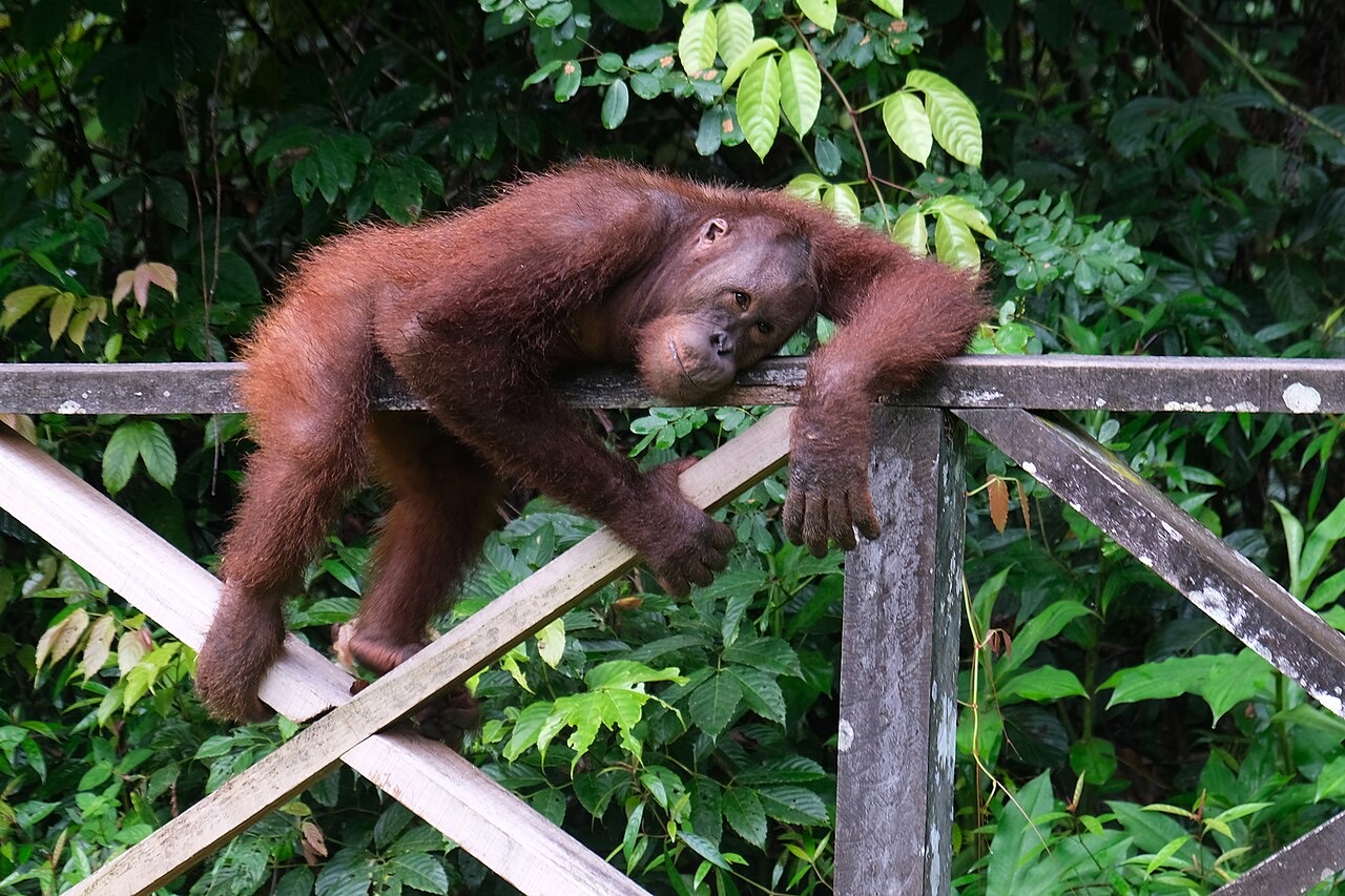 Orangutan in the trees at Sepilok